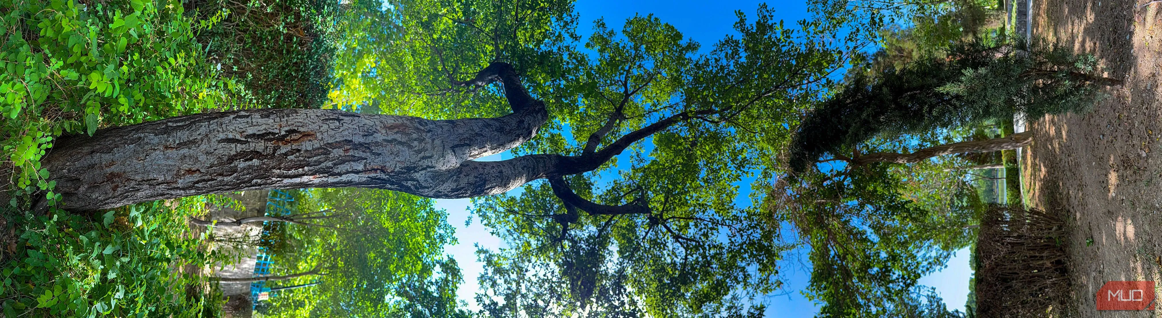 Bức ảnh panorama dọc của cây cối trong công viên đã được xoay ngang 90 độ, tạo hiệu ứng nghệ thuật độc đáo