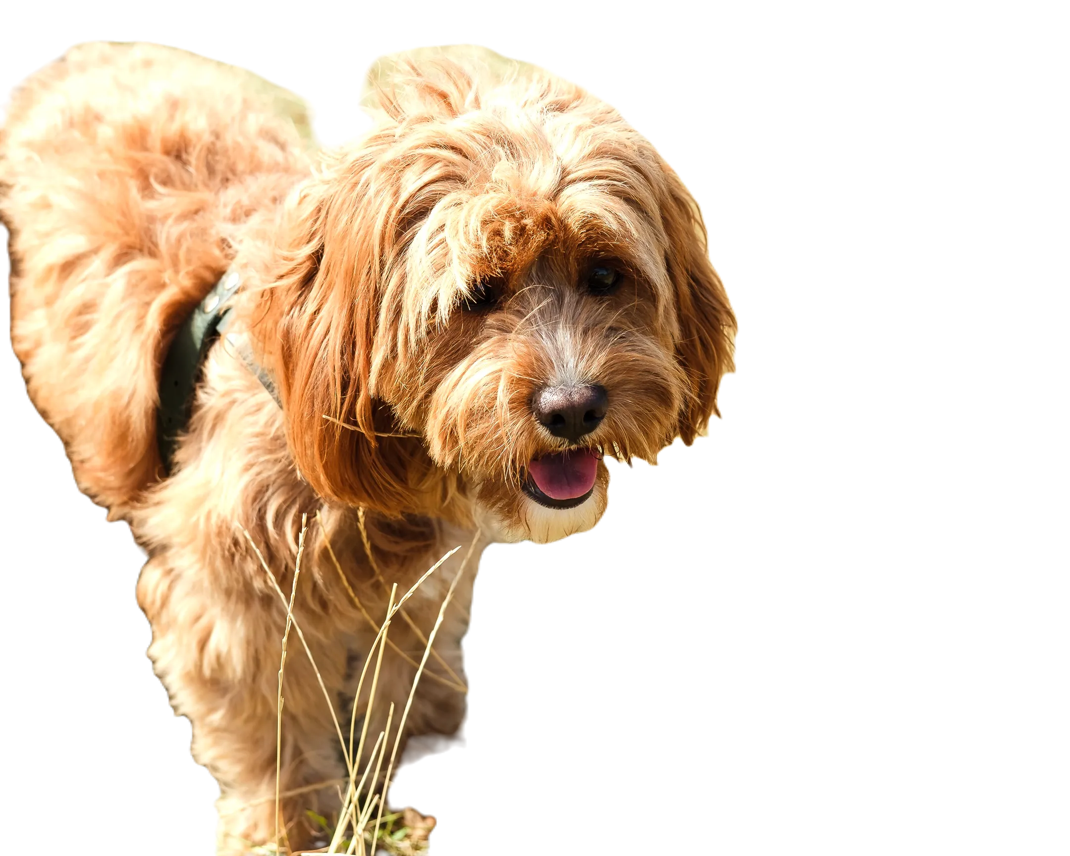 Pixlr AI xóa nền ảnh chú chó, để lại một phần nền gần cơ thể
