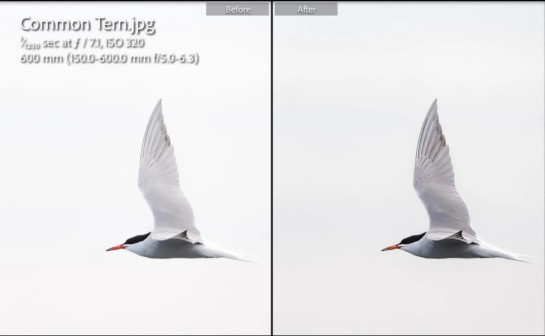 So sánh ảnh chim trước và sau khi chỉnh sửa theo gợi ý của ChatGPT trong Lightroom