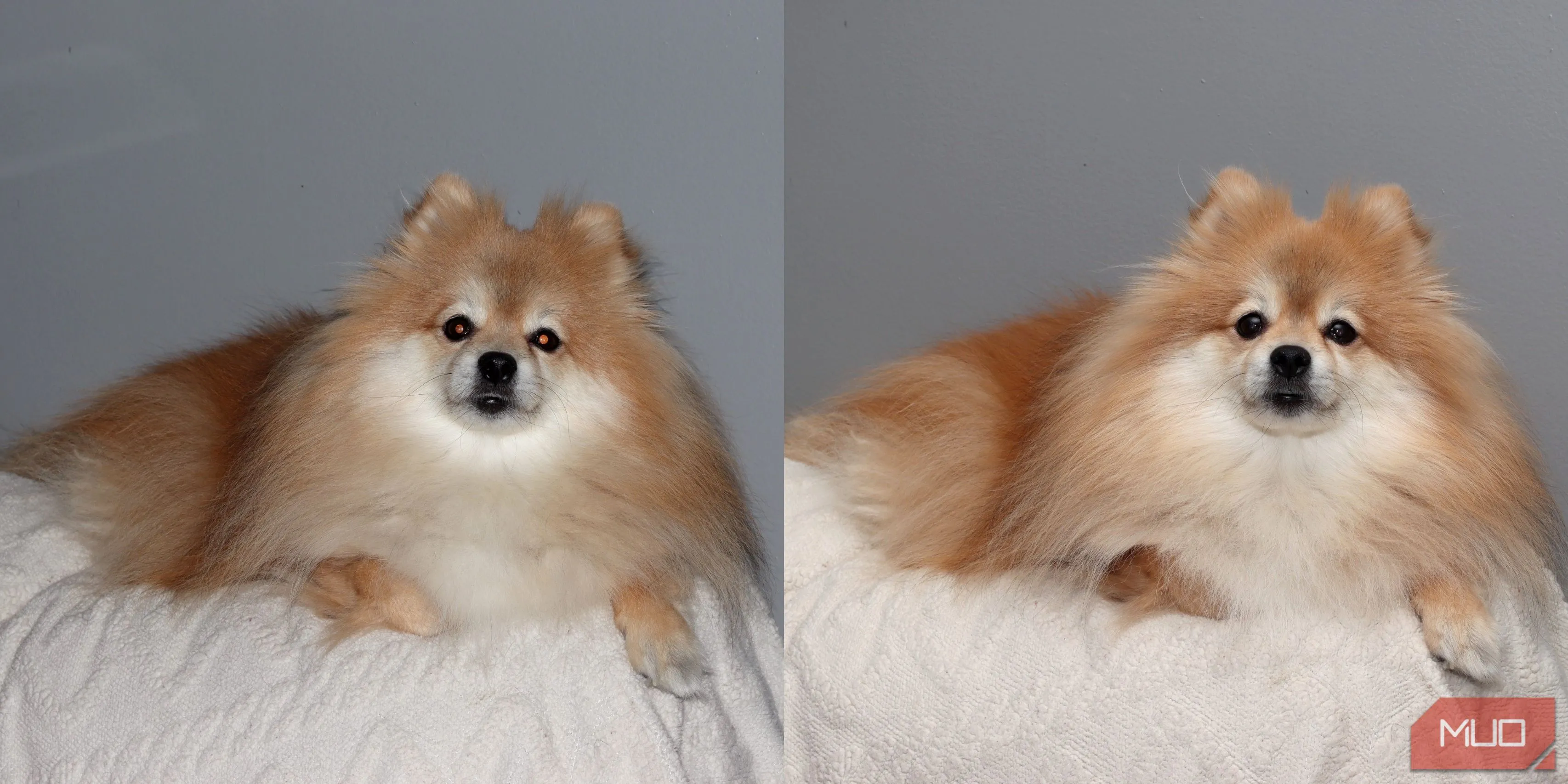 So sánh song song hình ảnh chó Pomeranian chụp bằng flash tích hợp và Godox VING